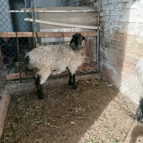 semiz goýun çekime