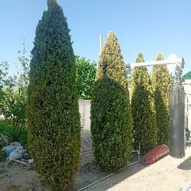 Ýoka 3 metr Arasaja.