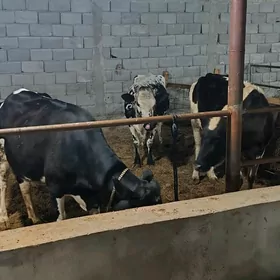 goleli we bogaz sygyrlar 14san