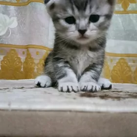 шотландские котята