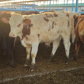 Arassa simmental okuz