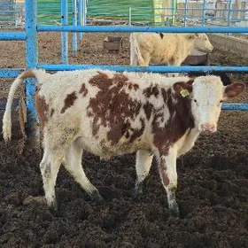 Simmental okuz