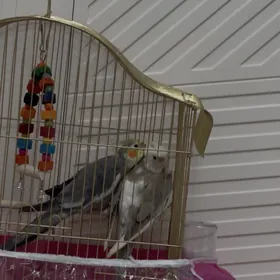 птица корелла