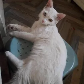 белая разноглазая