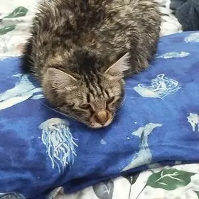 кошка,пишик