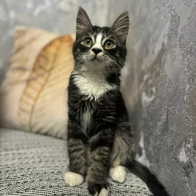 кошечка девочка