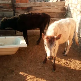 𝗀𝖺𝖼̧𝖺𝗋