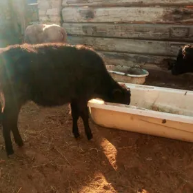 𝗀𝖺𝖼̧𝗊𝗋