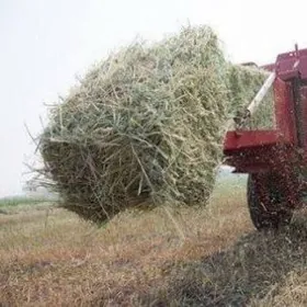 Täze orulan yorynja