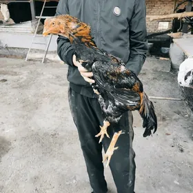 baýes admen bar uruşdyrmagadäl