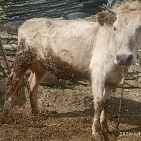 golly,sygyr,gysyr,sygyr