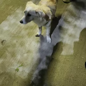 Найдена домашняя собака