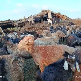 Guzuly goyunlar, ovlakly gechi