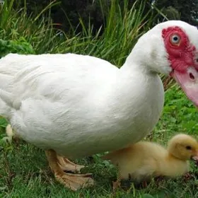 jüýje çykarmak üçin ýumurtga