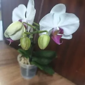 Орхидеи и другие