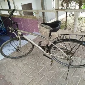 Yapon tigir Gladiolo