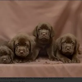 ЩЕНКИ ЛАБРАДОРА