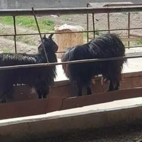 экиз   овлаклы гечи