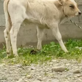 ŞİWES ÖKÜZCE TUWELER