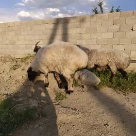 bicilen issek cekim 130 manat