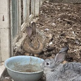 towsan welkan ba bogaz