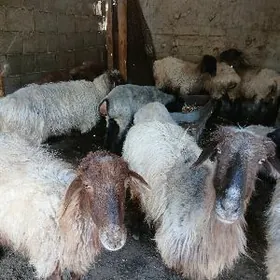 goyun gurbanlyk janly