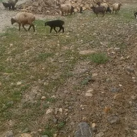 guzly goyun gysyr geci