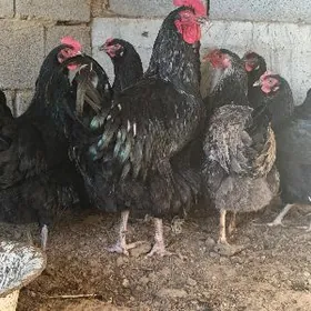 Jersi Gigant yumurtga