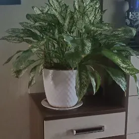 цветок Аглаонема