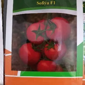 помидор тохум теплица