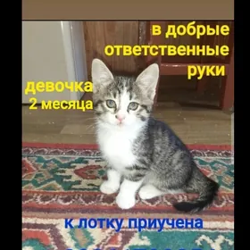 котята домашние