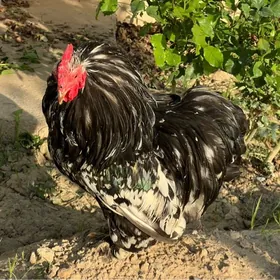 Kohin karlik yumurtgasy