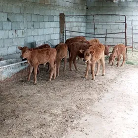 ÖKÜZLER WE TÜWELER