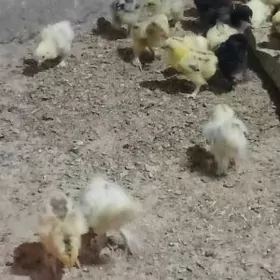 болгар жуже