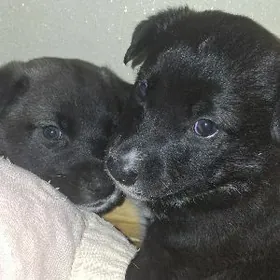 отдаём собачку в добрые руки