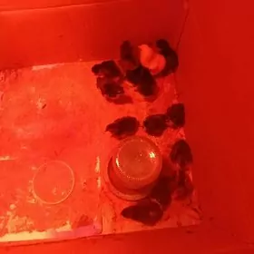 jüjeler jersey gigant