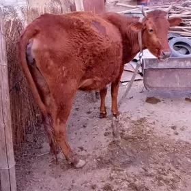 Agyr bogaz sygyr gul