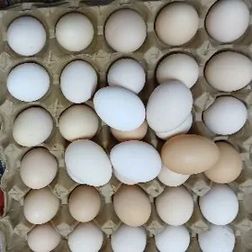 yumurtka prastoy mesni