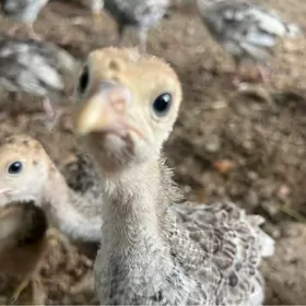 induk jüyje 2aydan geçen