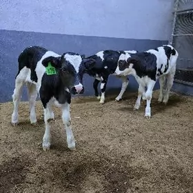 Golyşdeýin ökuzçe