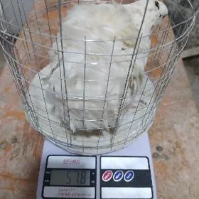 Bedene Дмитриевская порода