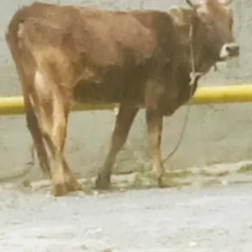 ŞİWES GOLELİ SYGYR