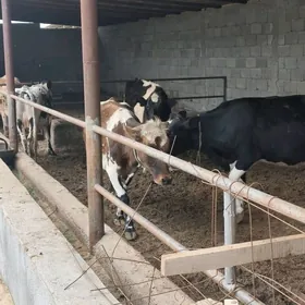 bogaz galisteyn simental 4 san