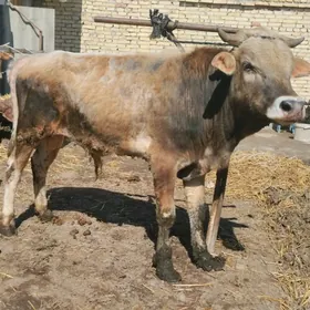 şu nom edin71587214 ökuz