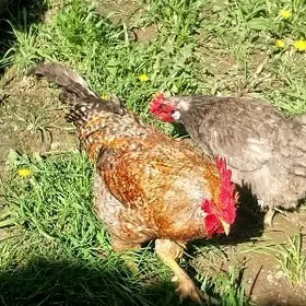 horazlar we ordekler