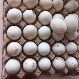 Ördek gak gak yumurtga