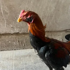 Байсы хораз