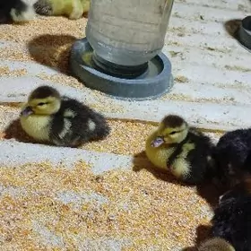 İnduk ve ördek juje