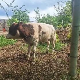 ala okuzce 10 aylyk gbrit