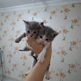 pisik котёнок